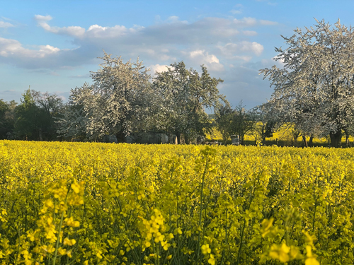 yellow bee meadow